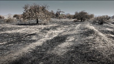 El día después del fuego en la región semiárida