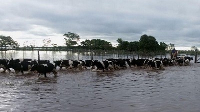 Productores lecheros califican la situación de “catastrófica”