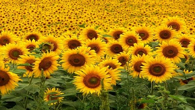 Adelantar la cosecha para un mayor rinde en girasol