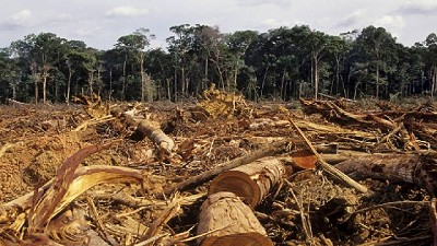 Las tierras devueltas en Salta Forestal se usarán en proyectos ganaderos