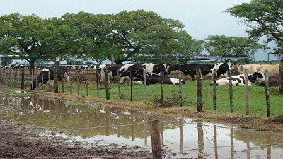 Inundaciones: el aporte del INTA para reducir el impacto en los tambos