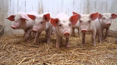 ¿Qué hacer para prevenir la triquinosis?