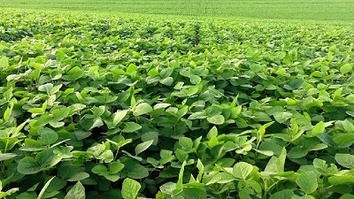 Suelos con más de 500 mm y con pérdidas en soja- GEA- BCR
