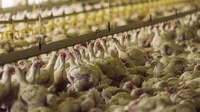 Destacan el aumento de los reintegros a las exportaciones avícolas y piden más medidas