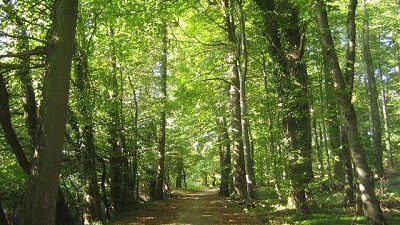 En medio de la polémica con artistas por la ley de bosques, Cartez dijo que es ambientalista