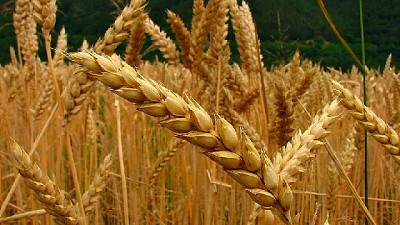 Importante crecimiento de las ventas de trigo