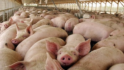 Invierten US$ 40 millones para producir cerdos