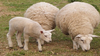 Ruralistas califican como dramática la situación ganadera en Santa Cruz