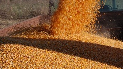 Mejoran las estimaciones para la cosecha gruesa
