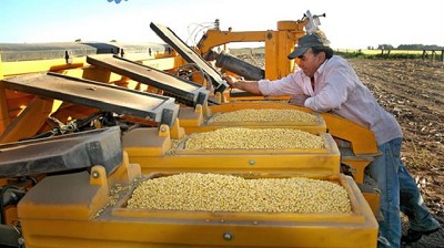 Jornada negativa para los precios de la soja en Chicago y en Rosario