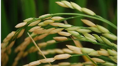 Arroz, la base de un maridaje apto para celíacos