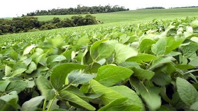 Por las lluvias, prevén complicaciones para la cosecha de soja