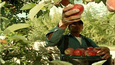 Productores frutícolas solicitan la conformación de una mesa de diálogo