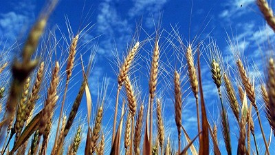 Sobre la importancia de presentar las Declaraciones Juradas de soja y trigo