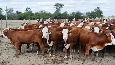 Las exportaciones de carnes bovinas totalizaron 25 mil toneladas peso res en enero de 2017
