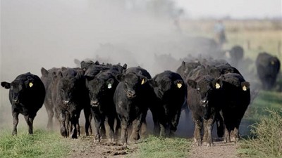 Carne: de la cultura de los DEPs a la selección natural, la grieta ganadera