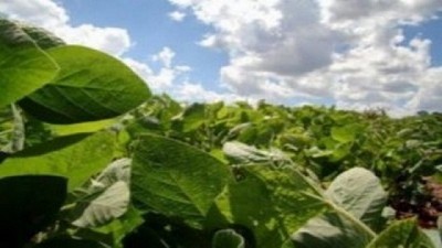 Soja: producción récord en Brasil, y ¿Argentina, que?, por Lorena D´Angelo