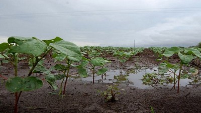Reporte de lluvias al 16 de marzo de 2017