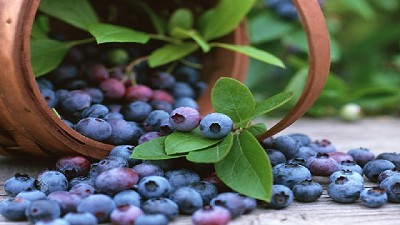 Productores de arándanos solicitan que se declare el estado de emergencia