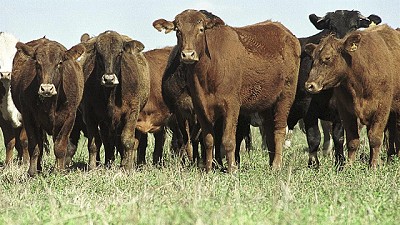 Escándalo de la carne en Brasil: no creen que la Argentina se beneficie