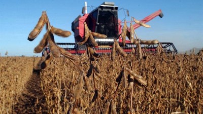Soja: bajan los márgenes para los productores y alertan por una retención de la cosecha