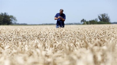 Trigo: proyectan mejores márgenes para el ciclo 2017/18