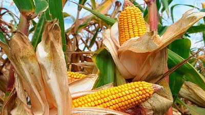 Las ventas de maíz al sector exportador aumentaron 12,4%