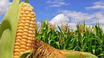 FAO pronostica una cosecha favorable de maíz en América del Sur para 2017