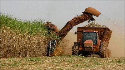 Calentamiento global: la caña de azúcar argentina emite menos gases