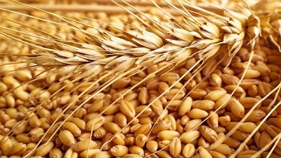 Los embarques de trigo crecieron un 23%