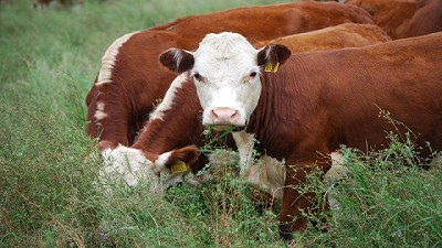 Prueban con éxito vacuna de ADN contra herpes bovino