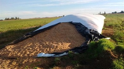 Inédito: a plena luz del día, robaron 400 toneladas de trigo en Henderson