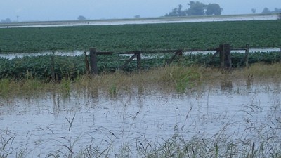 Las lluvias superaron los 100 mm en la región núcleo y encienden el temor por pérdidas - GEA- BCR