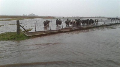 Junín: drama en los campos por las inundaciones