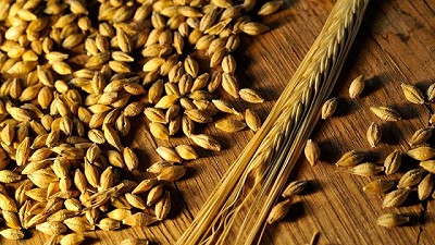 El INTA presenta nueva variedad de cebada