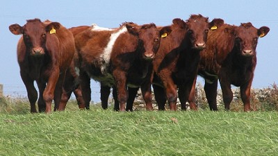La carne patagónica, más cerca de Japón