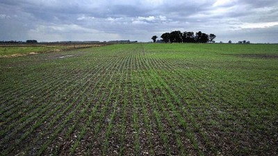 Proyectan que el área de siembra de trigo crecerá a 5,5 millones de hectáreas