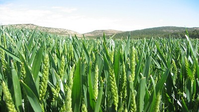Nueva cebada: un cultivo con múltiples destinos