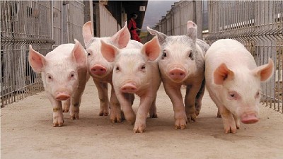 Mesa Nacional Porcina: Trabajando para la competitividad