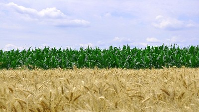 Trigo y maíz temprano: aliados para el control de malezas