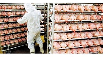 La apertura de nuevos mercados impulsa las exportaciones avícolas