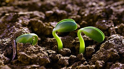Agroecología: un camino hacia sistemas sustentables