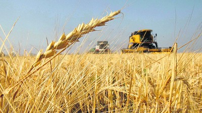 La producción de trigo y la ganadería bonaerenses alcanzaron su mayor nivel en los últimos años