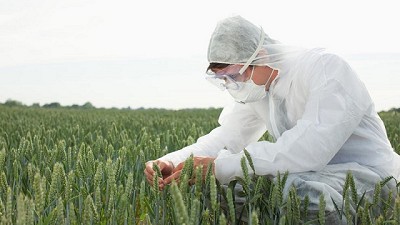 Los cultivos transgénicos y sus efectos en la agricultura -  BCR