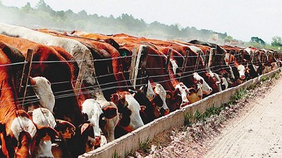 Otro problema para el campo: subió 7% el costo de la cría de animales