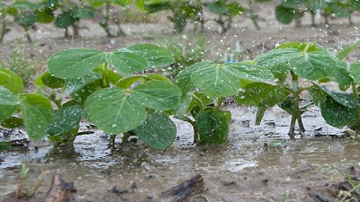 Reporte de lluvias al 27 de Junio de 2017