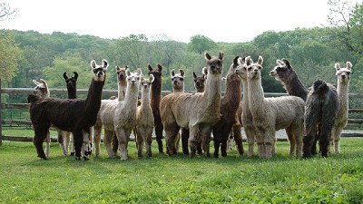 Carnes alternativas, símbolo de las economías regionales