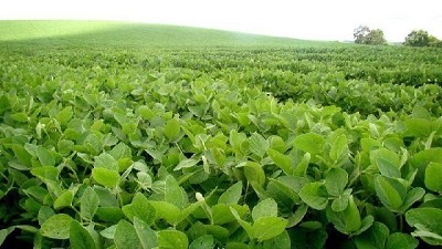 Nos vamos al cuello del embudo agrícola en Norteamérica, por Celina Mesquida