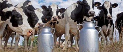 Uruguay: en mayo precio de leche al productor continuó recuperándose