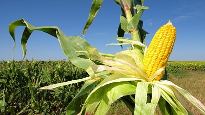 La Zona Núcleo apunta a sumar cien mil ha más con maíz